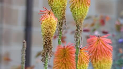 red hot poker flowers swaying in the breeze