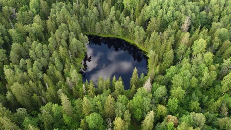 Grüne-Wälder-Lettlands-Im-September