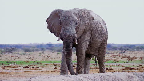 Toro-Elefante-Salvaje-Con-Colmillos-Rotos-Que-Vienen-Hacia-El-Pozo-De-Agua-Para-Beber-En-El-Parque-Nacional-Nxai-Pan-En-Botswana---Plano-Medio