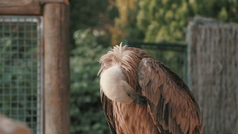 4k frame of a vulture turning around and wiping its feathers