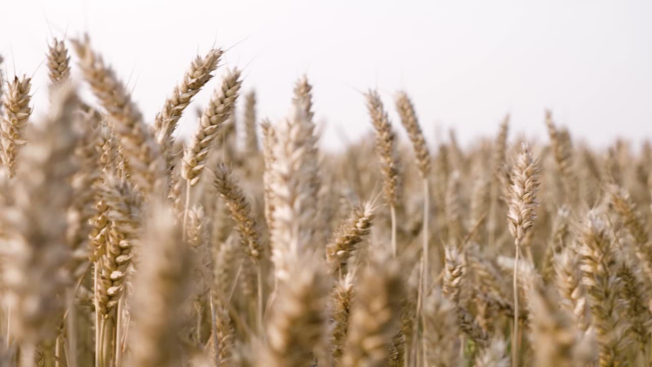 Golden Wheat Field Ready for Harvest