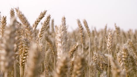 golden wheat field ready for harvest