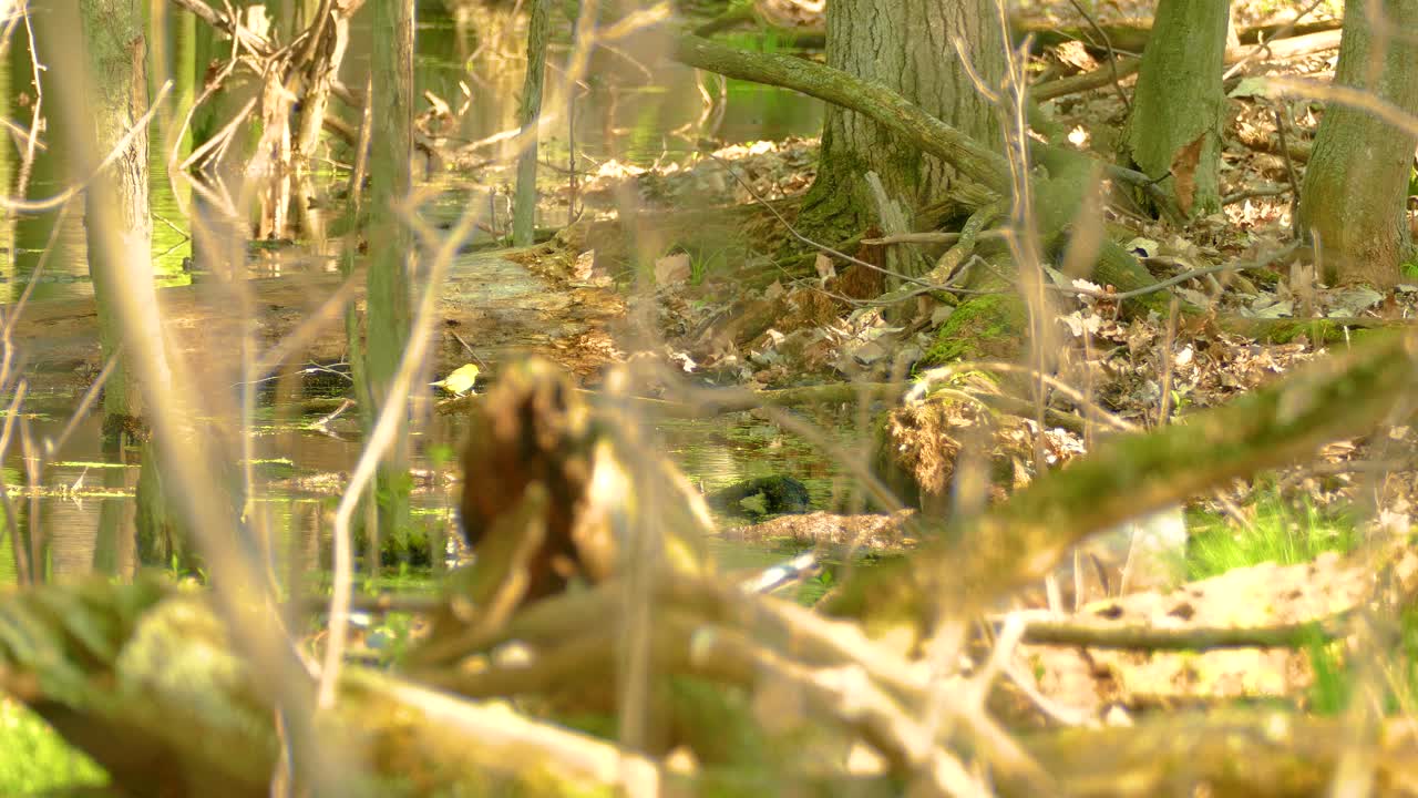 Cape-May Warbler flying around in forest area, static distance view