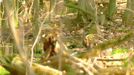 cape-may warbler flying around in forest area, static distance view