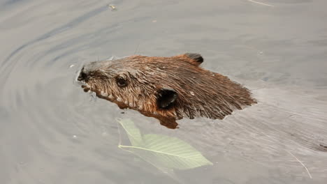 Cerca-De-La-Cabeza-De-Castor-Nadando-En-El-Agua-Del-Estanque-De-Humedales