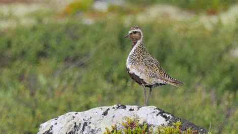 european golden plover (pluvialis apricaria), dovrefjell sunndalsfjella national park, norway.