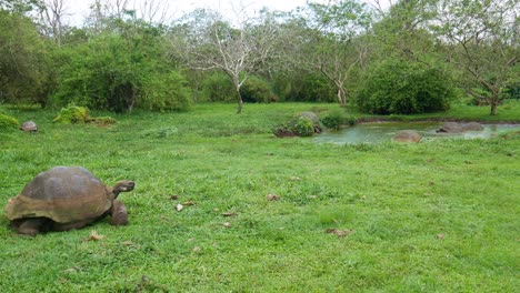Una-Gran-Tortuga-Galápagos-Está-Comiendo-Hierba