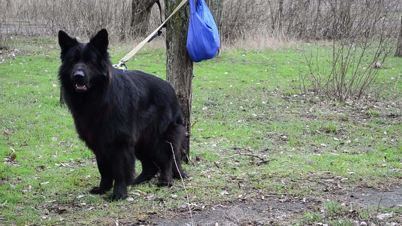 Psi čekající na vystoupení na výstavě. Chovatelská výstava psů. Ukrajina, Berďansk