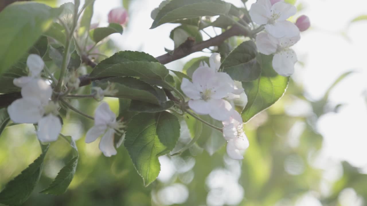 Slow panning shot of white stephanotis flower during golden hour