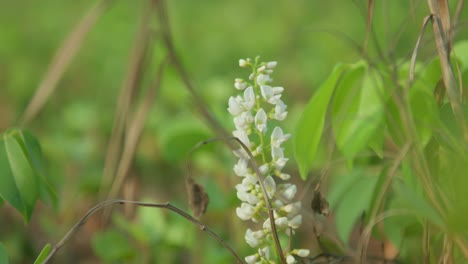 Nahaufnahme-Einer-Zarten-Weißen-Wildblume,-Die-Zwischen-Grünem-Laub-Auf-Einer-üppigen-Wiese-Blüht,-Fokus-Auf-Natürlicher-Schönheit