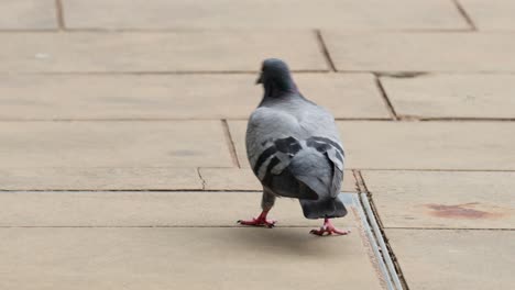 a pigeon walking and pecking on a sidewalk