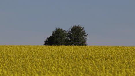 Rapsblumenfeld-In-Voller-Blüte