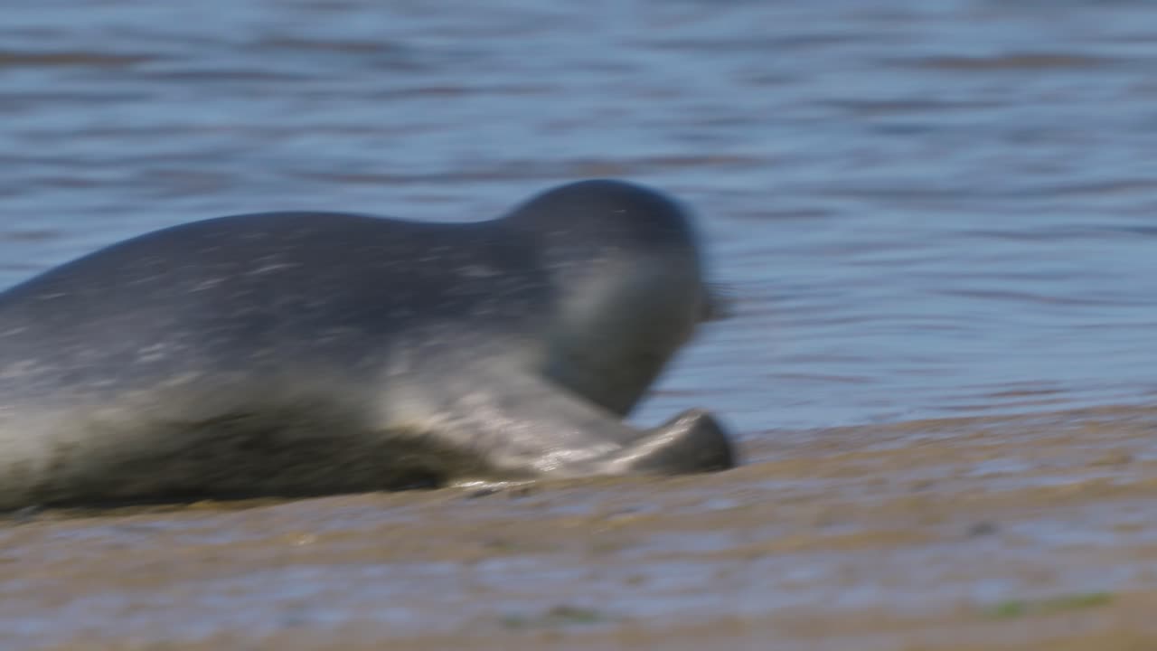 해변을 향해 수영하고 해안에 도달하는 작은 아기 물개