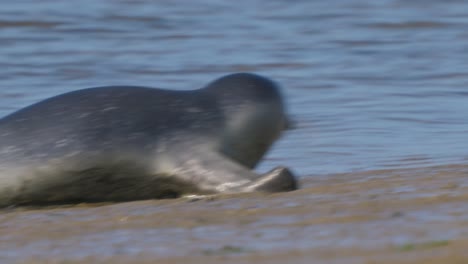 una pequeña foca bebé nadando hacia la orilla del mar y llega a la orilla