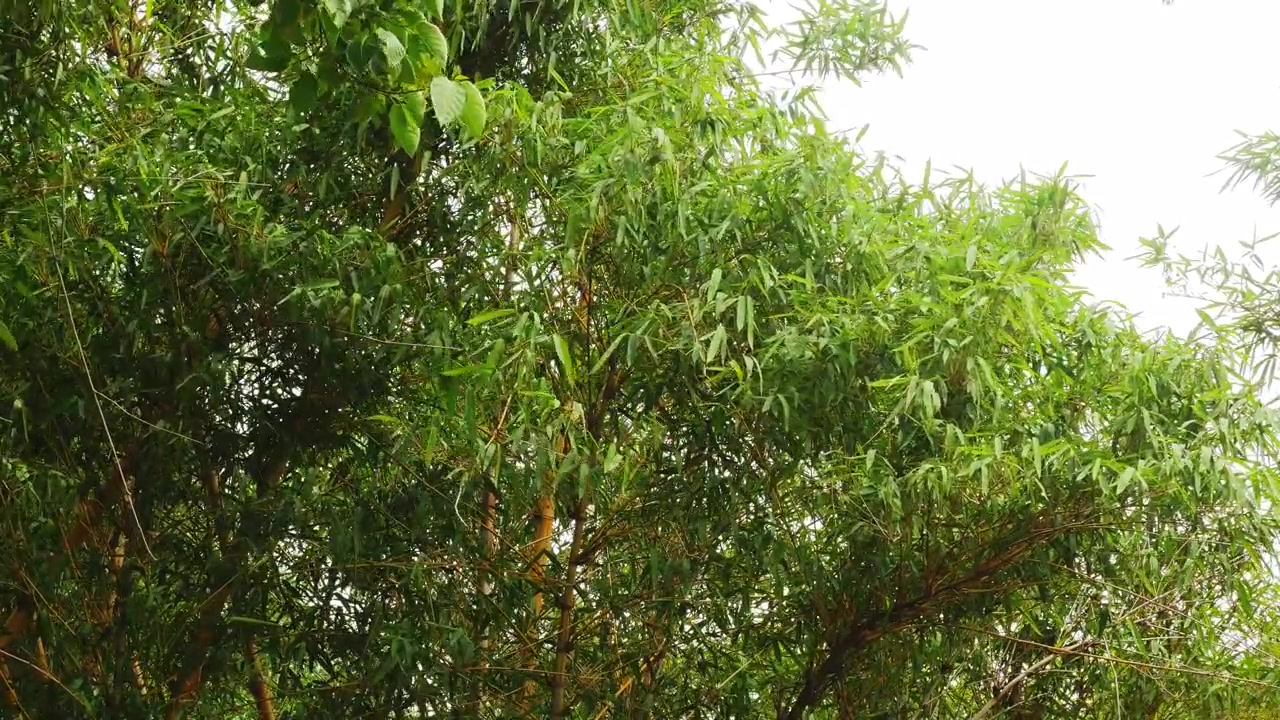 Inquadratura statica della chioma superiore di bambù con fitte foglie verdi e rami sottili che creano uno sfondo tropicale naturale sotto un cielo luminoso.