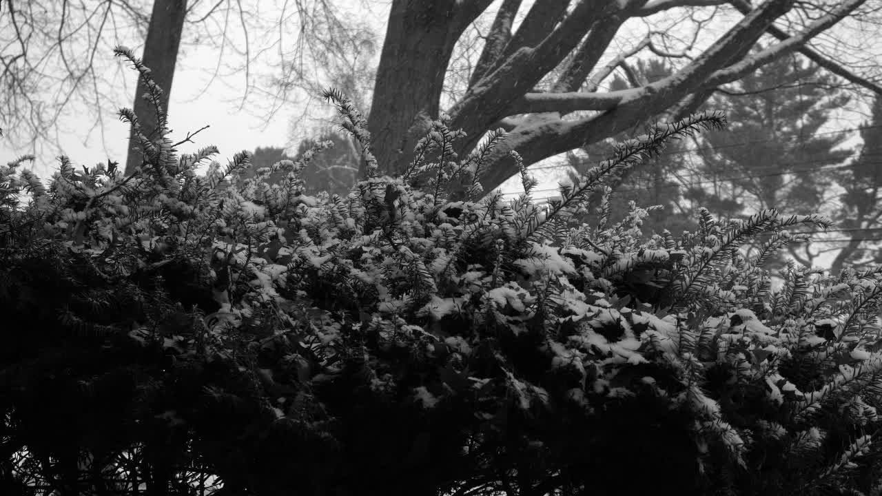 Shrub under falling snow shot in black and white in winter 2020