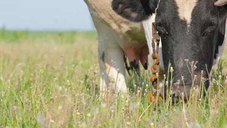 A Black and White Cow Grazes in a Field among thick Grass a Black and White Cow Grazes in a Field among thick Grass Breeding of Dairy Breeds of Cattle
