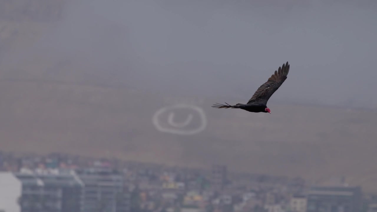 Avvoltoio nero che plana sulla costa con lo sfondo dell'oceano, virando a destra in volo sopra la costa di Lima, Perù, comportamento di planata naturale catturato nel cielo aperto, senza persone presenti.