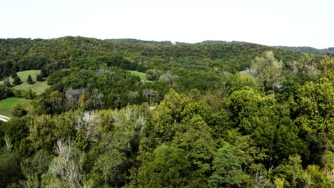 aerial view of a lush green forest