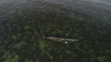 ballena minke nadando en aguas poco profundas en el este de quebec