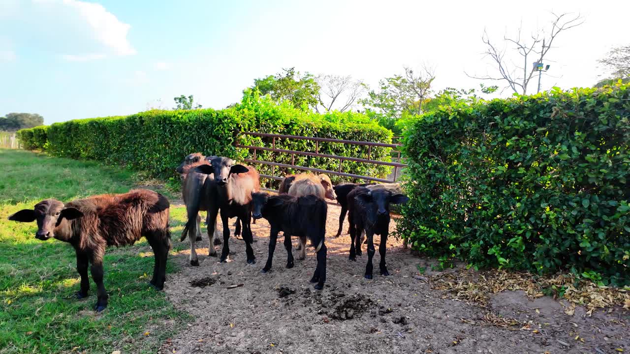 An eye-level shot captures several young, recently weaned buffalo calves standing together in a peaceful, sunlit farmyard