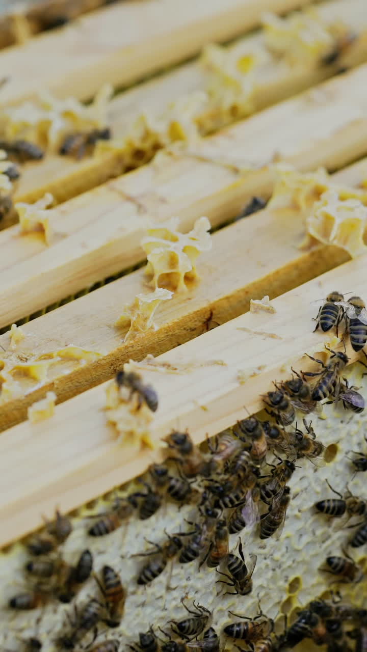 Frames of a beehive. Working bees in a hive. Bees turn nectar into honey. Vertical video