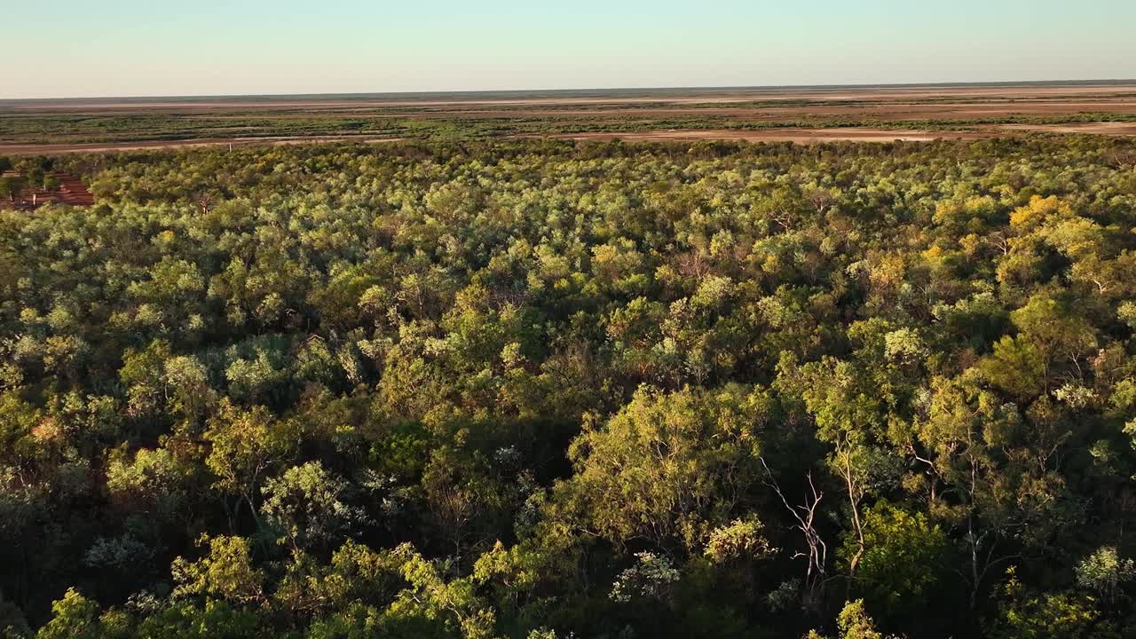 bosques y manglares del noroeste de australia