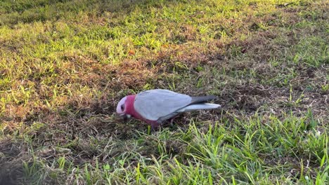 Galah-Salvaje,-Eolophus-Roseicapilla-Con-Un-Distintivo-Plumaje-Rosa-Y-Gris-Visto-En-El-Parque-Urbano,-Buscando-Comida-En-El-Campo-De-Hierba-Al-Atardecer