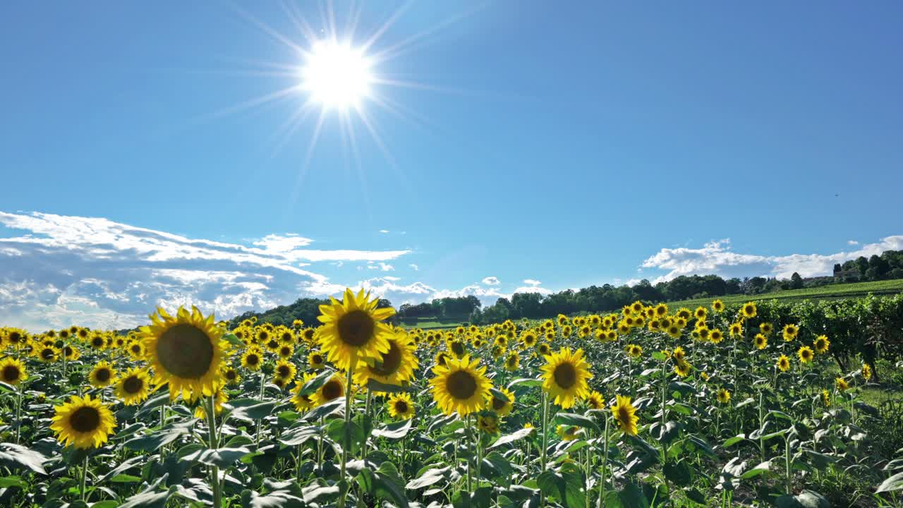 подсолнечники в поле