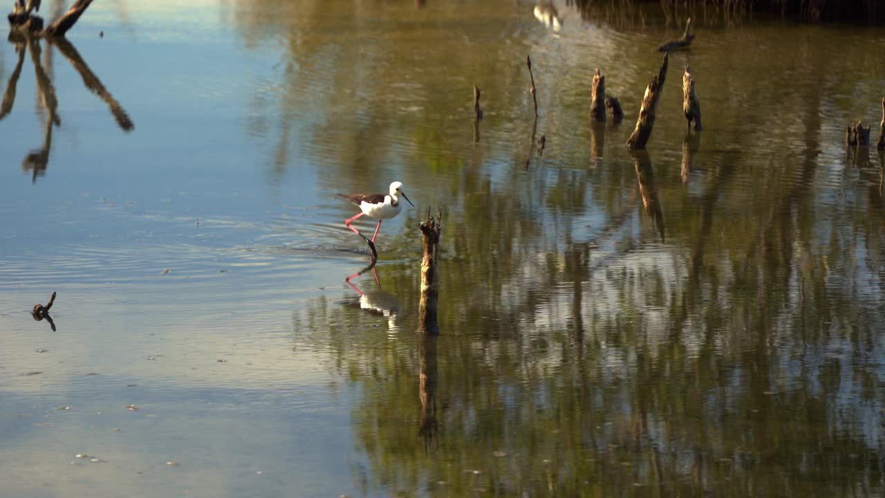 Pied stilt, himantopus leucocephalus walking on the tidal flats, foraging for small aquatic preys in the shallow waters with nature reflection on the water surface at Boondall Wetlands Reserve