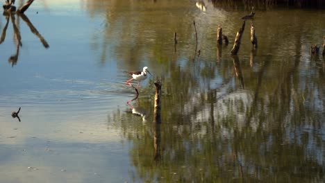 Zancos,-Himantopus-Leucocephalus-Caminando-Sobre-Las-Marismas,-Buscando-Pequeñas-Presas-Acuáticas-En-Las-Aguas-Poco-Profundas-Con-El-Reflejo-De-La-Naturaleza-En-La-Superficie-Del-Agua-En-La-Reserva-De-Humedales-De-Boondall