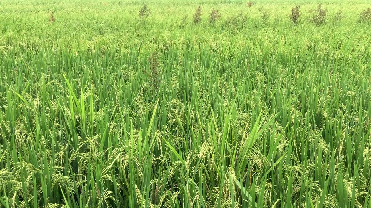 Organic rice plants ready for harvest swaying in the wind in the fertile rice fields