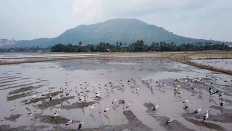 Asian-opebill-stork-live-at-agricultural-areas-such-as-flooded-rice-paddies.