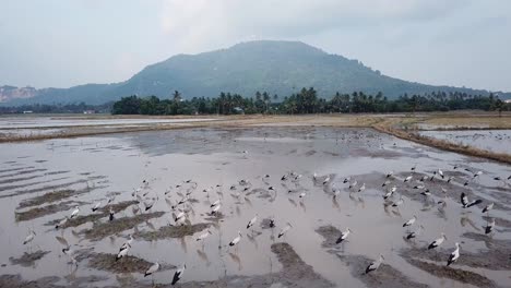 asian opebill stork live at agricultural areas such as flooded rice paddies.