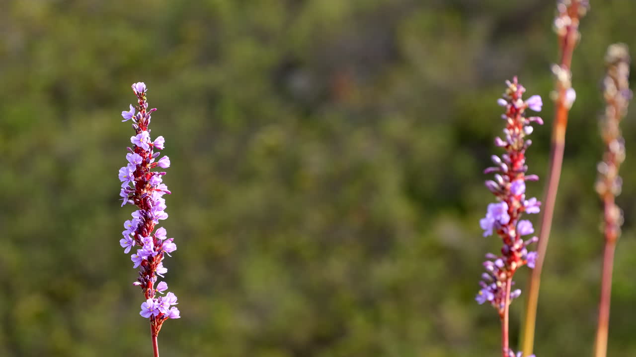 Blue Sceptre Aristea capitata with inflorescence in bloom on mountainside