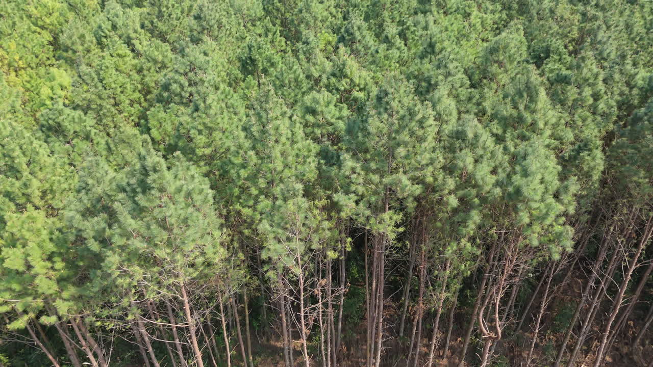 Cultivated alien elliottii and taeda pine forest in Misiones, Argentina, featuring uniform rows of trees from an aerial perspective, emphasizing the plantation's scale and forestry's landscape impact