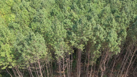 cultivated alien elliottii and taeda pine forest in misiones, argentina, featuring uniform rows of trees from an aerial perspective, emphasizing the plantation's scale and forestry's landscape impact
