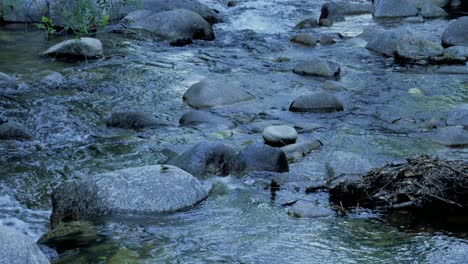 a small grey wagtail landing on a rock in a river