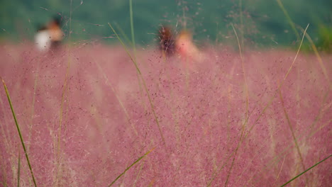 pink muhly plant in full bloom at pocheon herb island in south korea