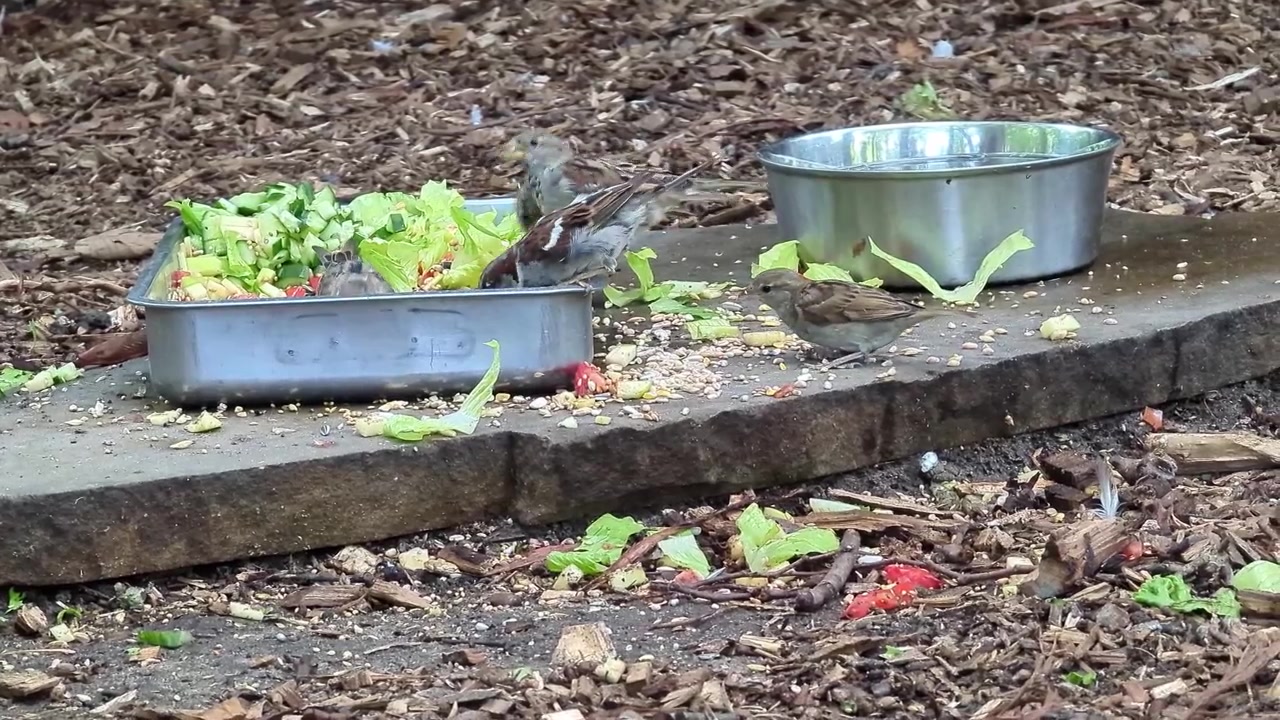 Sparrows foraging for food from a metal feeder and water bowl on a concrete slab