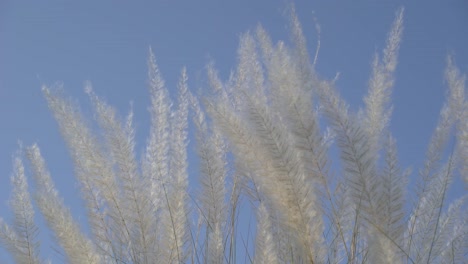 las flores de kash están floreciendo en el cielo de otoño