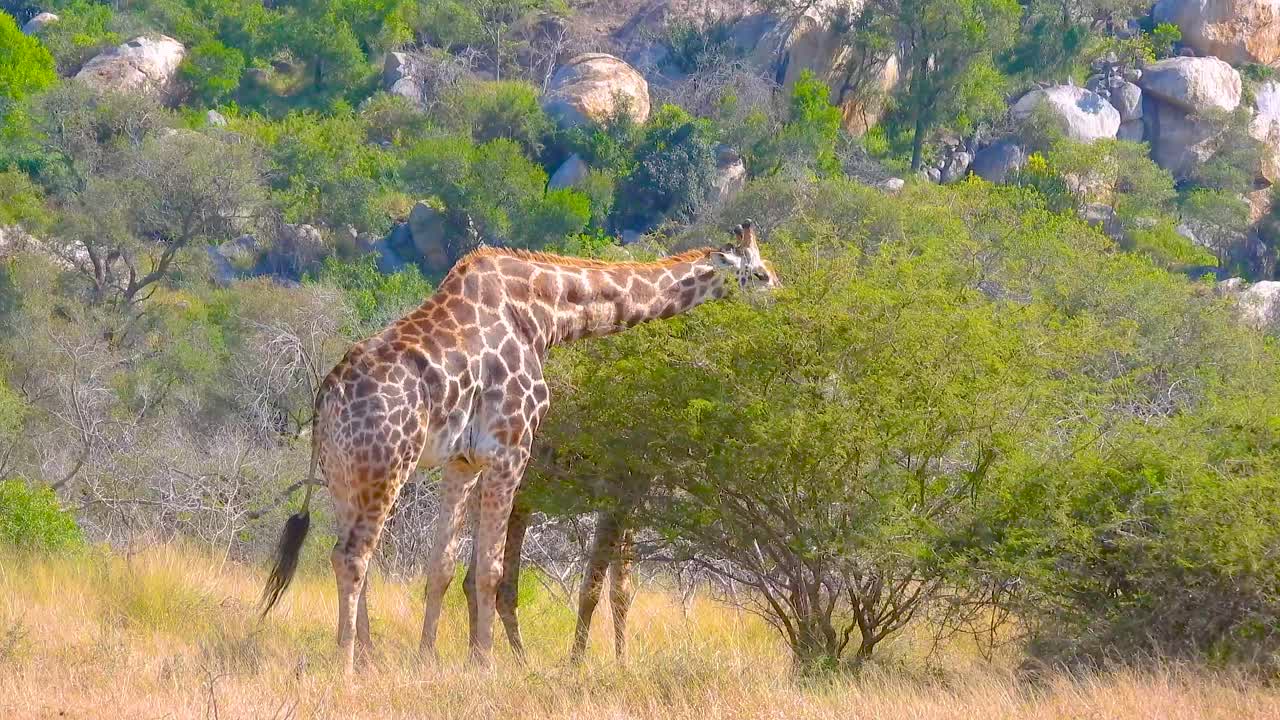 남아프리카 공화국 크루거 국립 공원 에서 지라프 가 일부 나무 를 먹는다