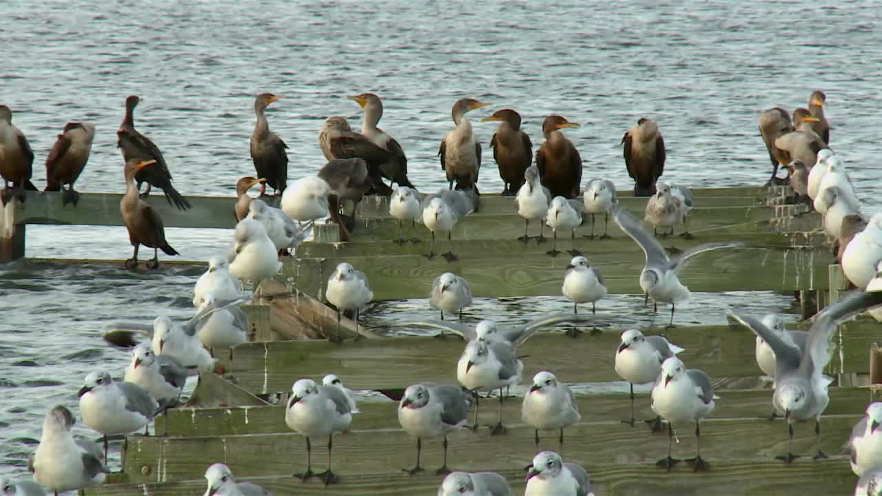gaviotas y garzas en el viejo muelle en el lago en el refugio nacional de vida silvestre de blackwater, maryland - de cerca