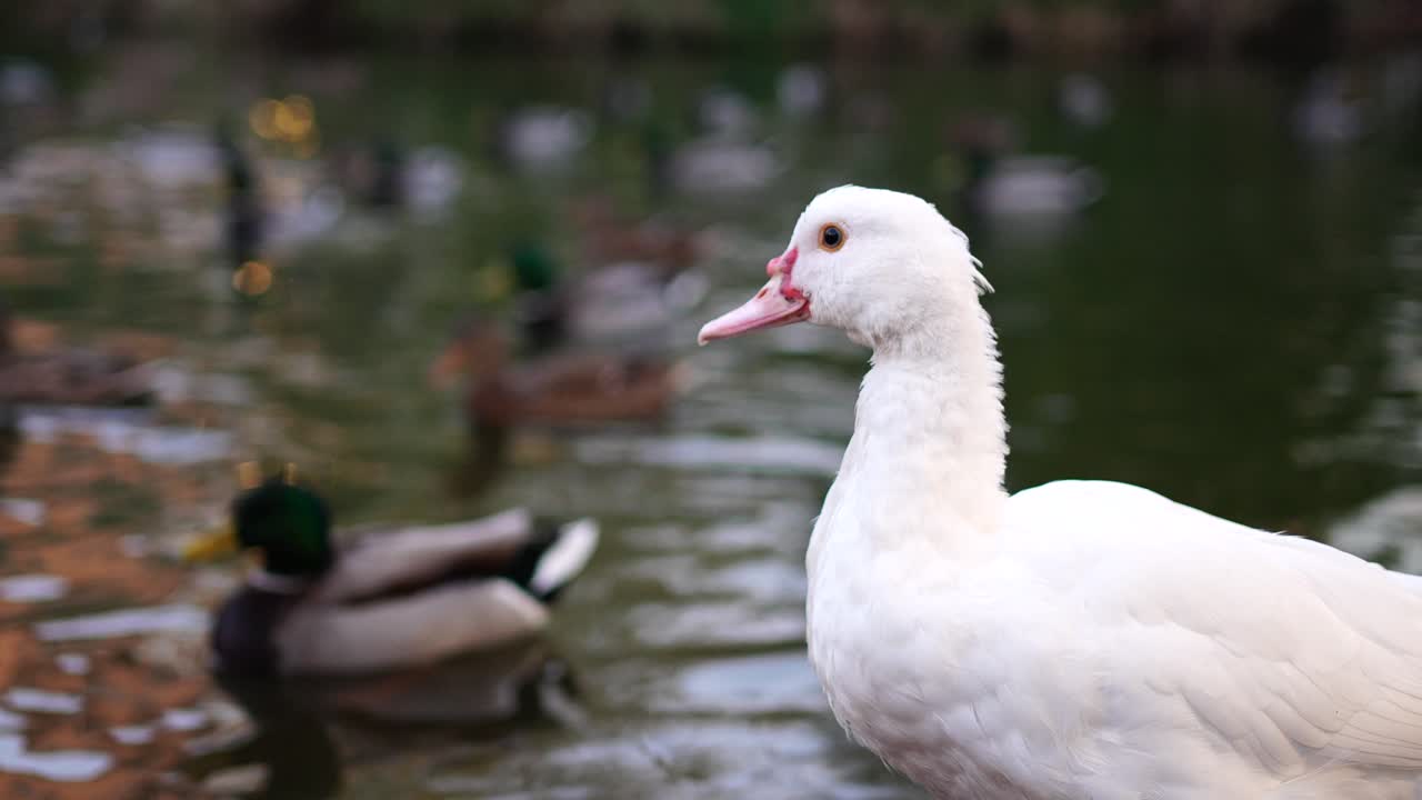 pato mallardo hembra con fondo de lago y patos en el agua