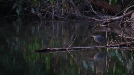 Camera-zooms-out-revealing-this-evening-scenario-at-the-river-of-this-bird-hunting,-Striated-Heron-Butorides-Striata,-Thailand