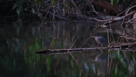 Die-Kamera-Zoomt-Heraus-Und-Zeigt-Dieses-Abendszenario-Am-Fluss-Dieses-Vogels,-Der-Auf-Der-Jagd-Nach-Einem-Streifenreiher-(Butorides-Striata)-In-Thailand-Ist