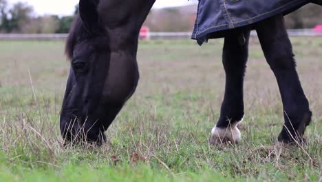 Ein-Schönes-Pferd,-Das-An-Einem-Kalten-Wintertag-Frisches-Gras-Frisst