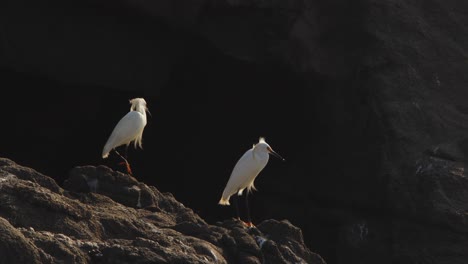 pair of snowy egrets perched together on the rock with black background start to move in peru