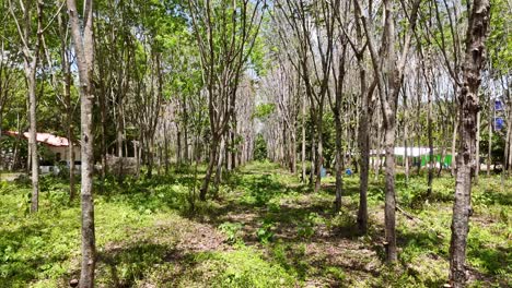 rubber tree plantation in rural area
