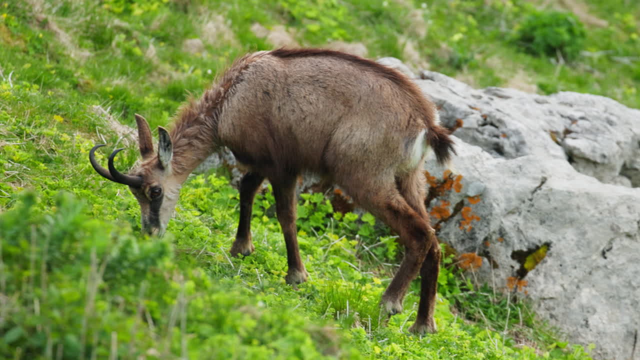 Alpine ibex grazing alone in Triglav National Park, Slovenia, during summer